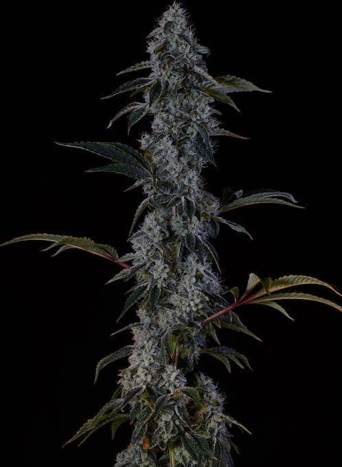 Zweet OG F2 Reg