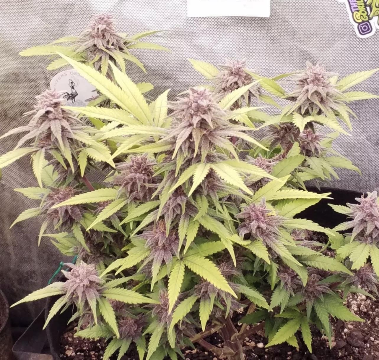 VENOM BERRY ZKITTLEZ REGS