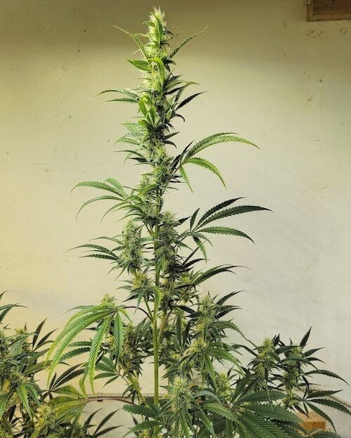 Ethos Haze IBL
