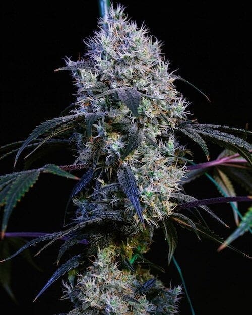 Ethos Thug Roze - fem