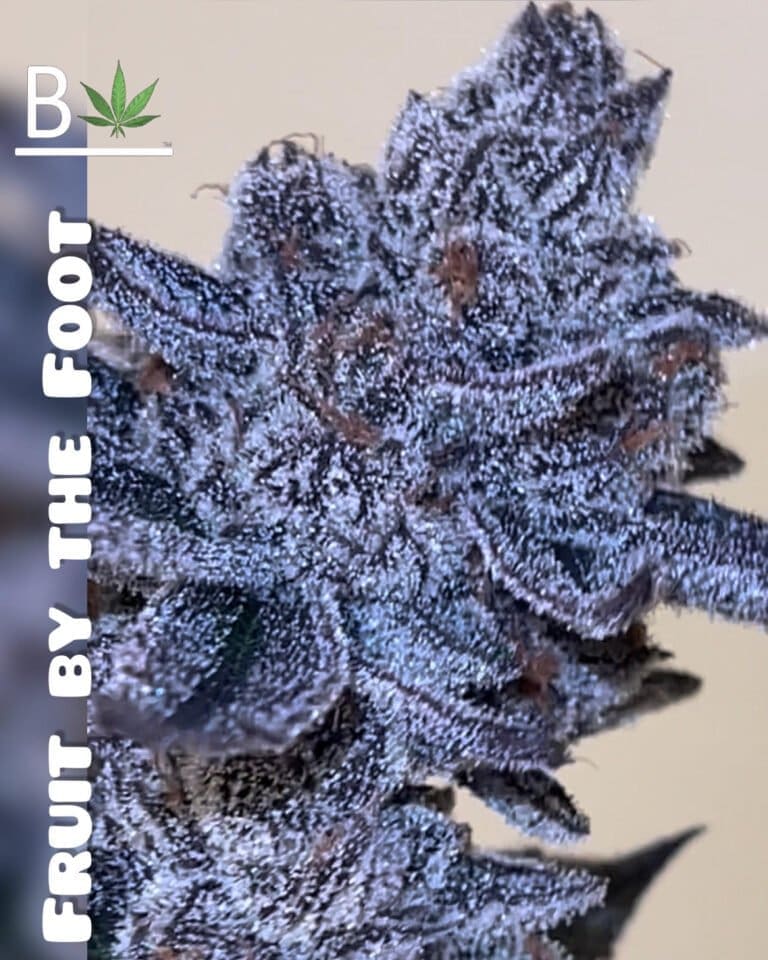 FRUIT BY THE FOOT 10CT FEMS