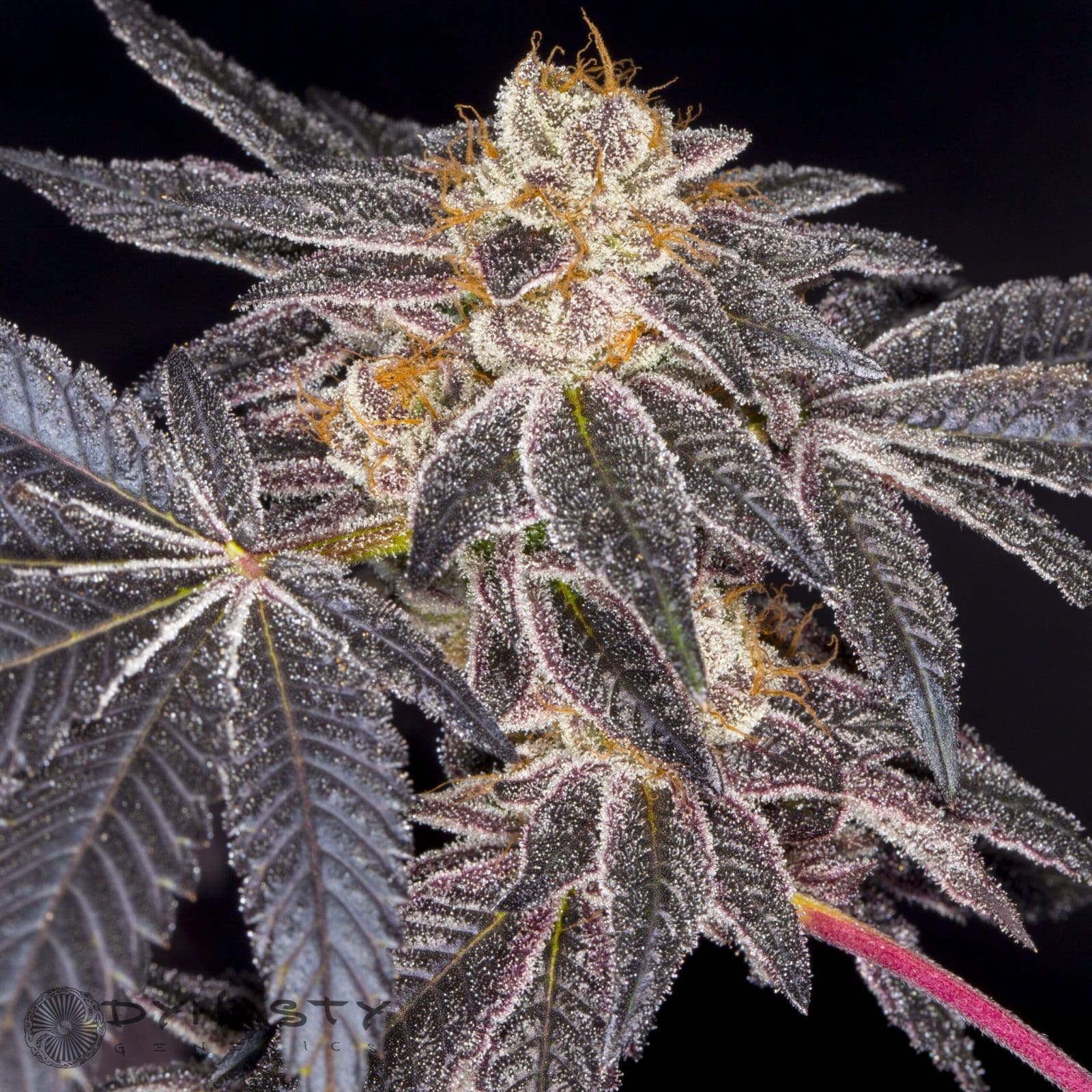 platinum Huckleberry cookies v2 regs