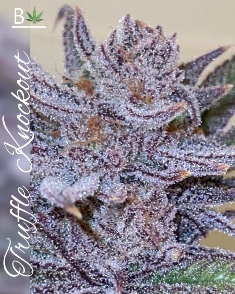 TRUFFLE KNOCKOUT 10CT FEMS