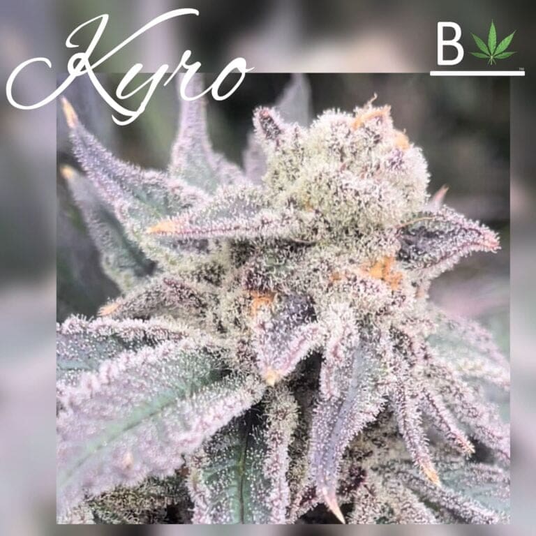 KYRO 10CT FEMS