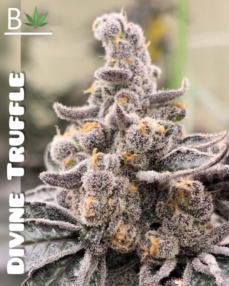 DIVINE TRUFFLE 10CT FEMS