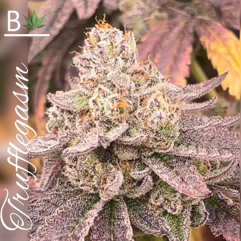 TRUFFLEGASM 10ct FEMS