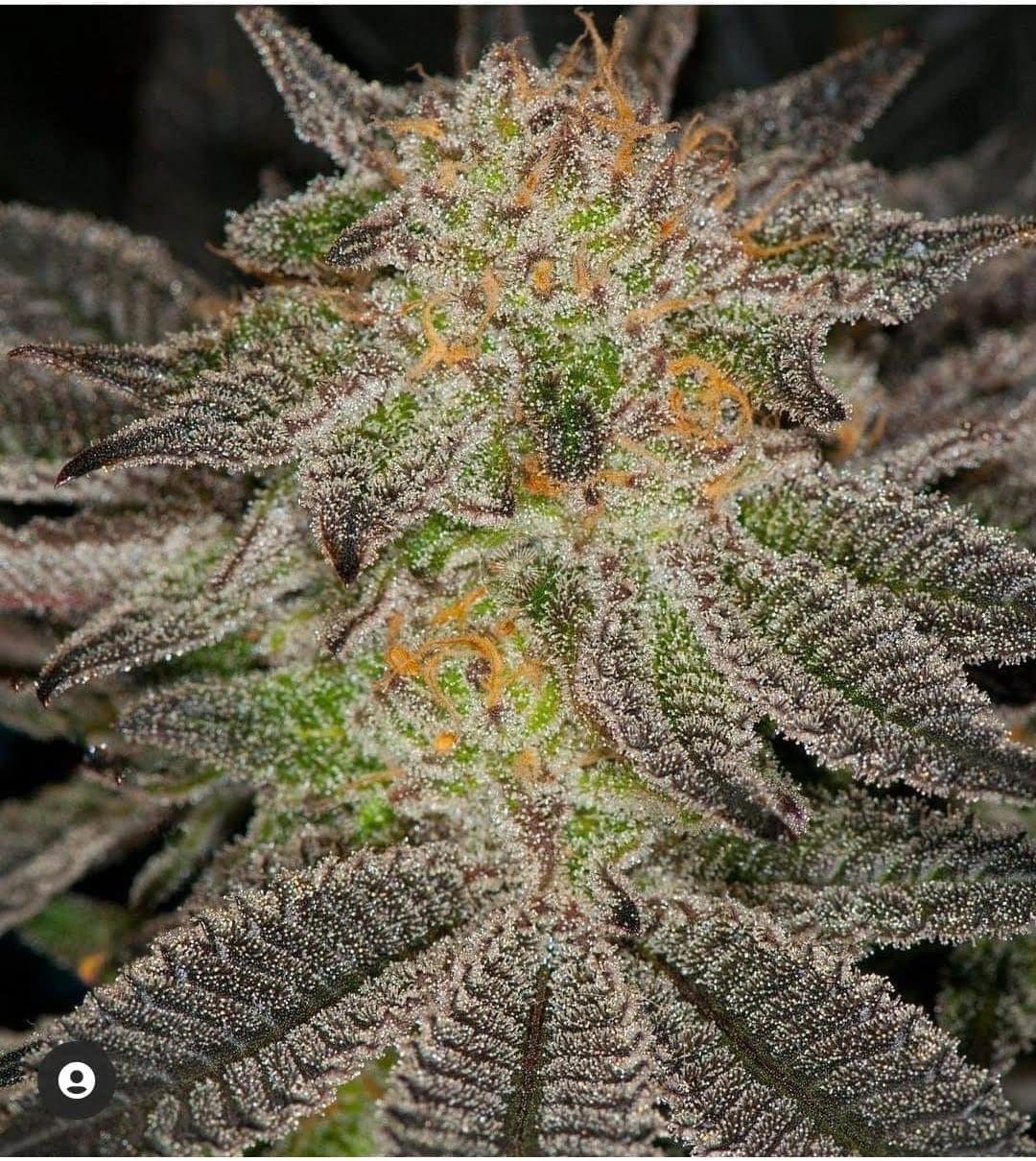 BLUE MAGOO BX3 REGS PLUS DYNASTY FREEBIE