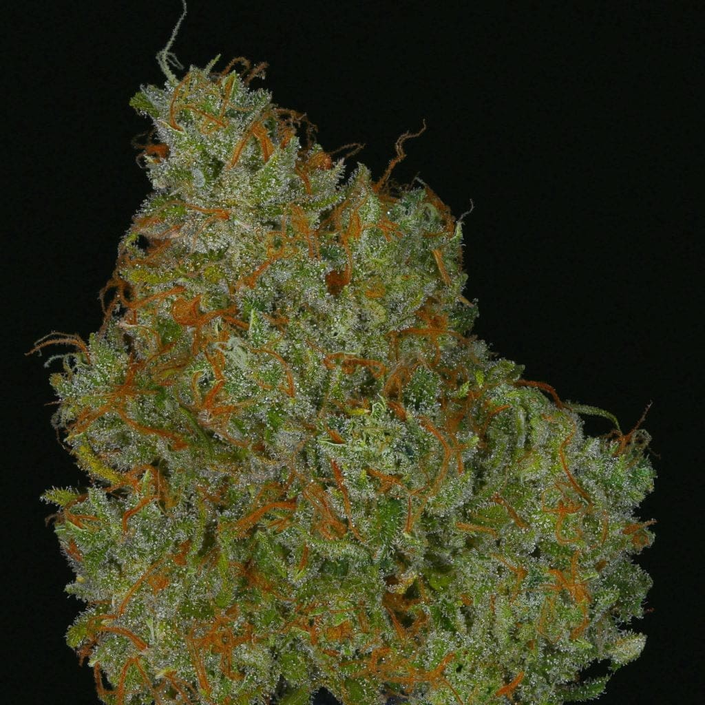LIME BERRY MEGA 11CT REGS