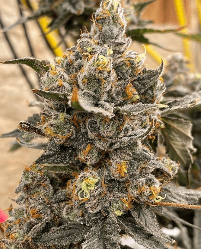 TRI- CREAM CAKE 10CT FEMS WITH FEM FREEBIE