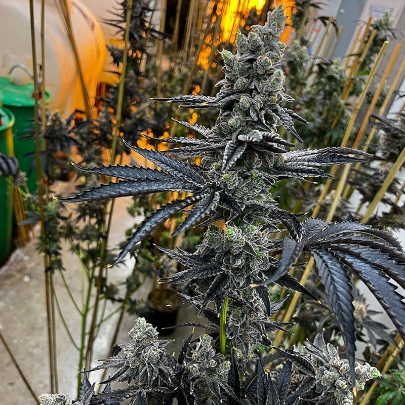 Dirty Bird 6ct Fems