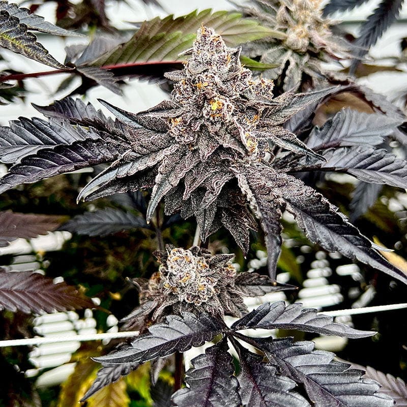 Power 6ct Fems