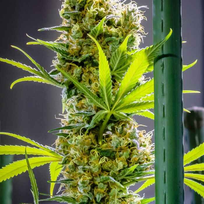 Apollo Haze 12ct Regs