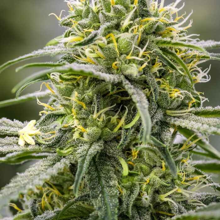 Durban Thai x C99 9ct Fems