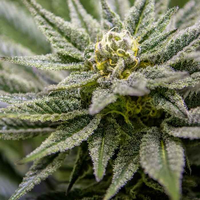 Killer Queen 12ct Regs
