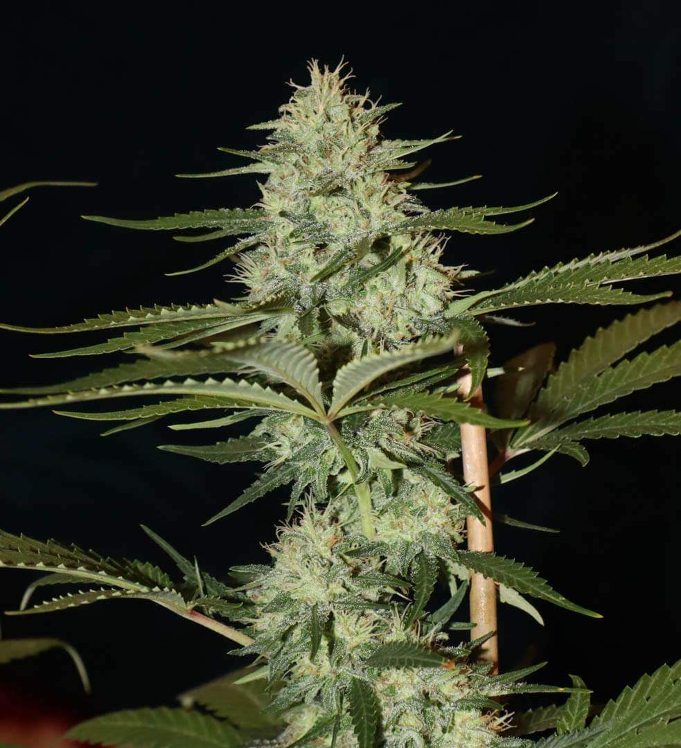 Princess Haze XX 9ct Fems