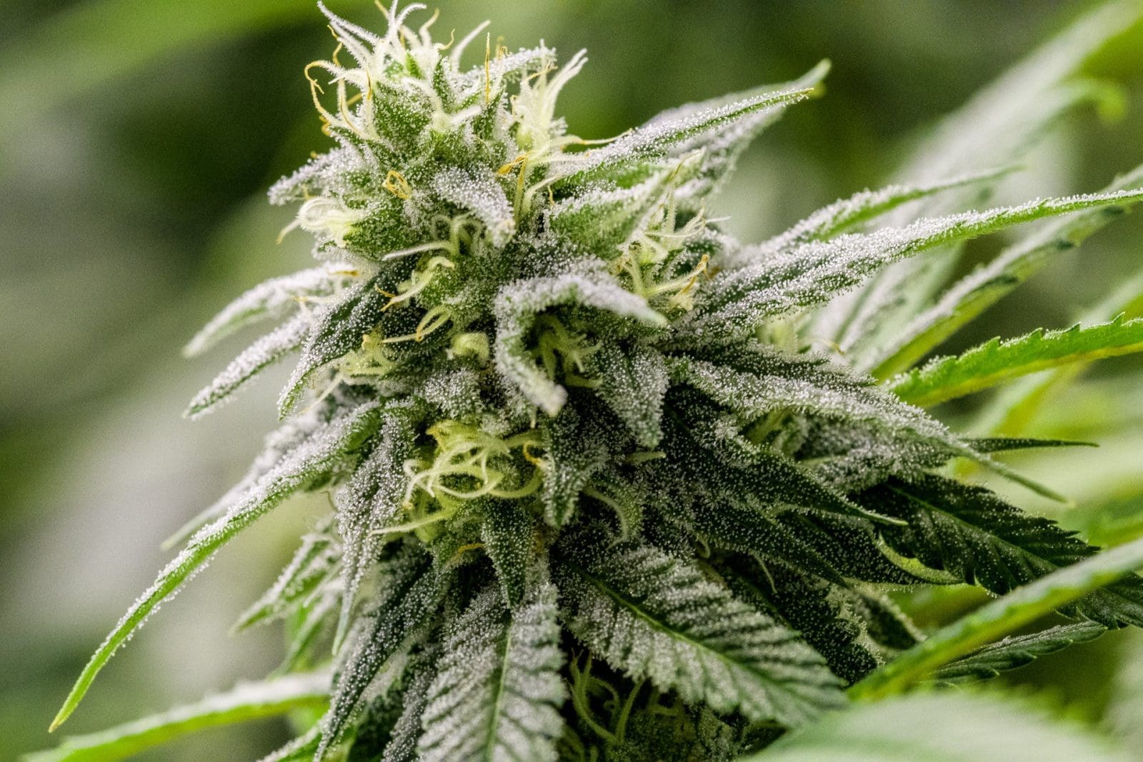 G13 GENIUS 9ct Fems