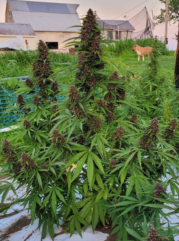 Midnight Auto Autoflower - Image 2