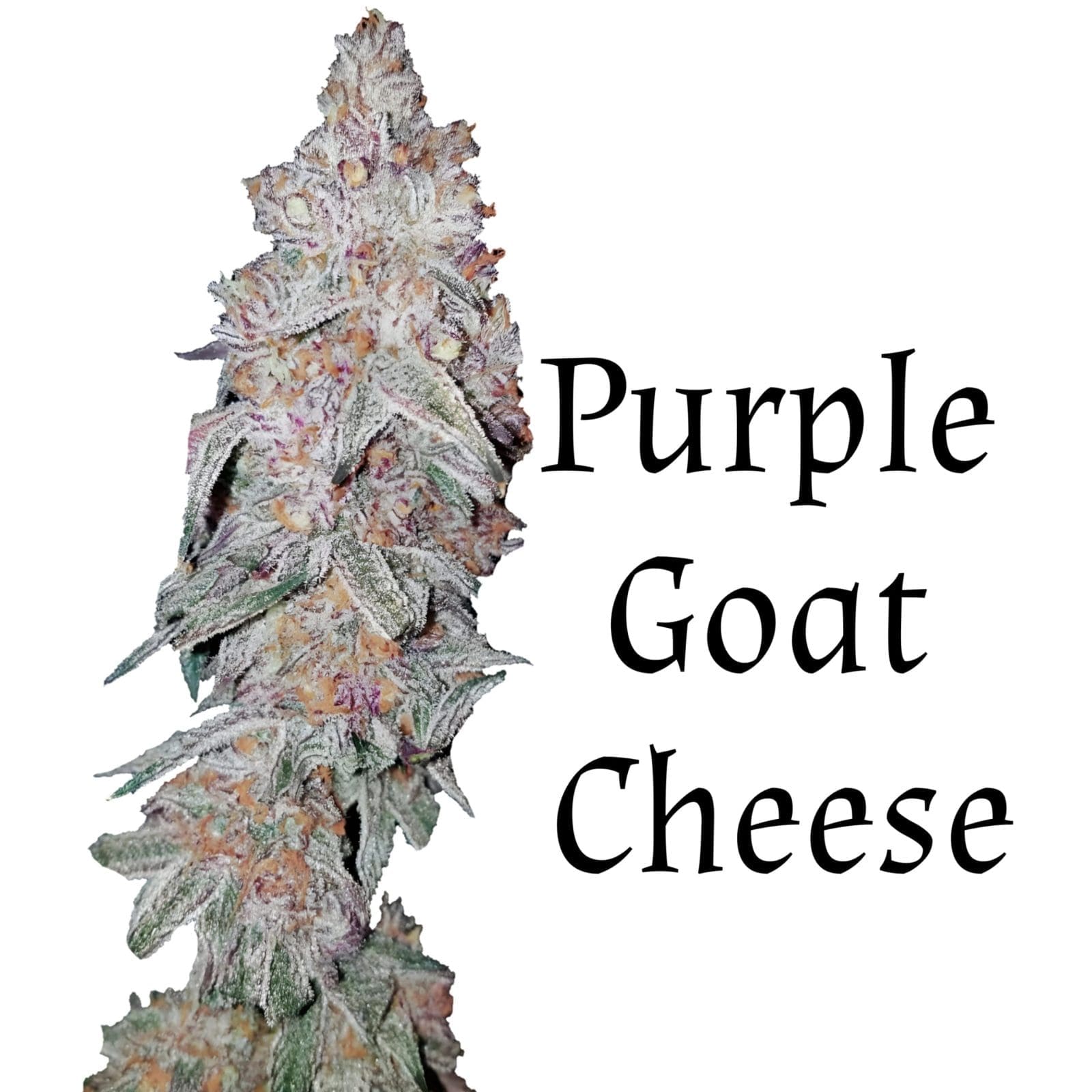 Purple Goat Cheese 5ct Fast Fems