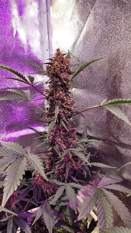 Midnight Auto Autoflower - Image 4