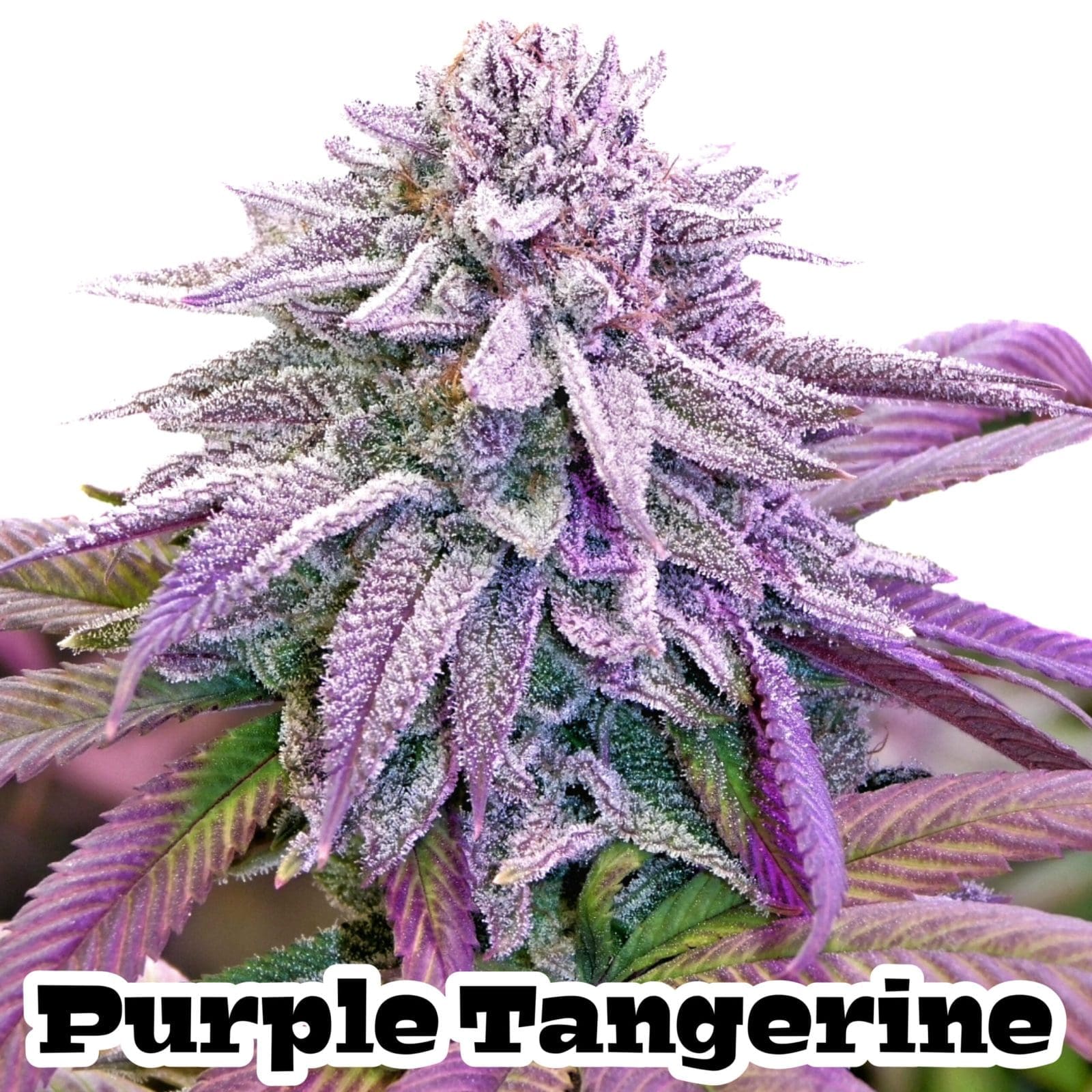 Purple Tangerine 5ct Fast Fems