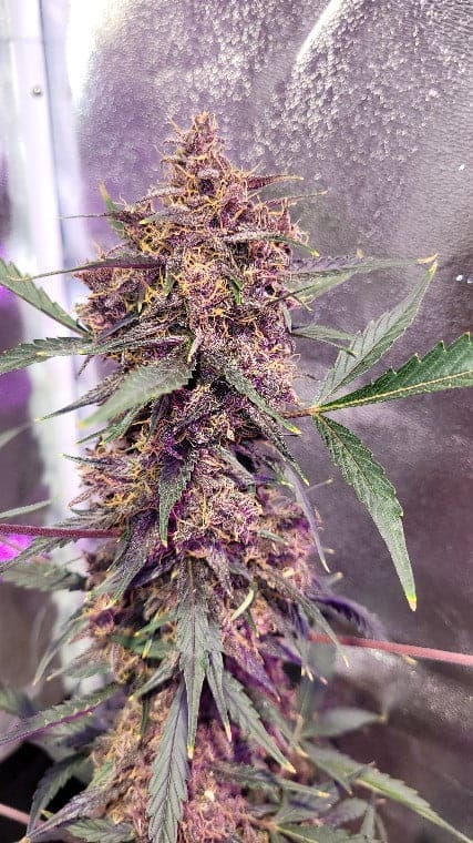 Midnight Auto Autoflower