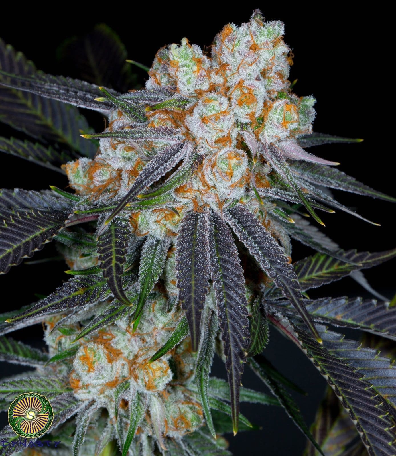Huckleberry Juice 12ct Regs