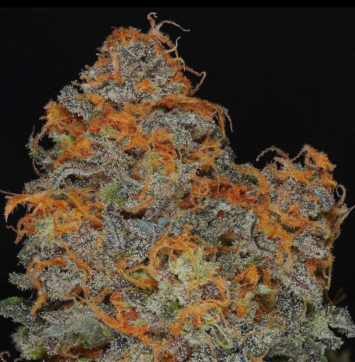 Lemon Huckleberry Diesel 12ct Regs