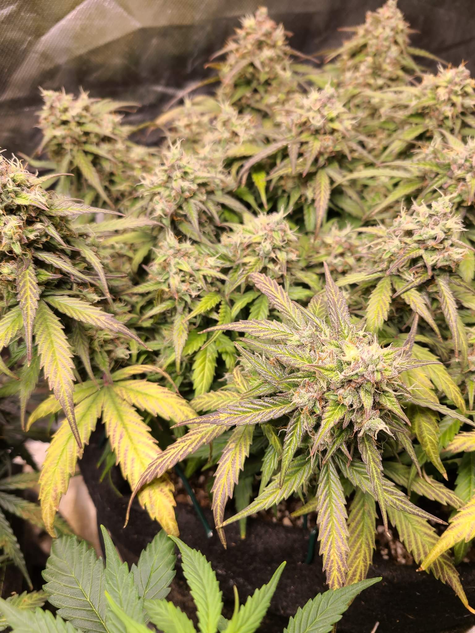 TORCHBERRY 3CT FEMS - Image 6