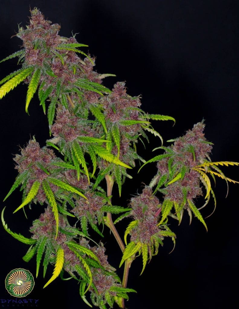 Huckleberry Starship 12ct Regs