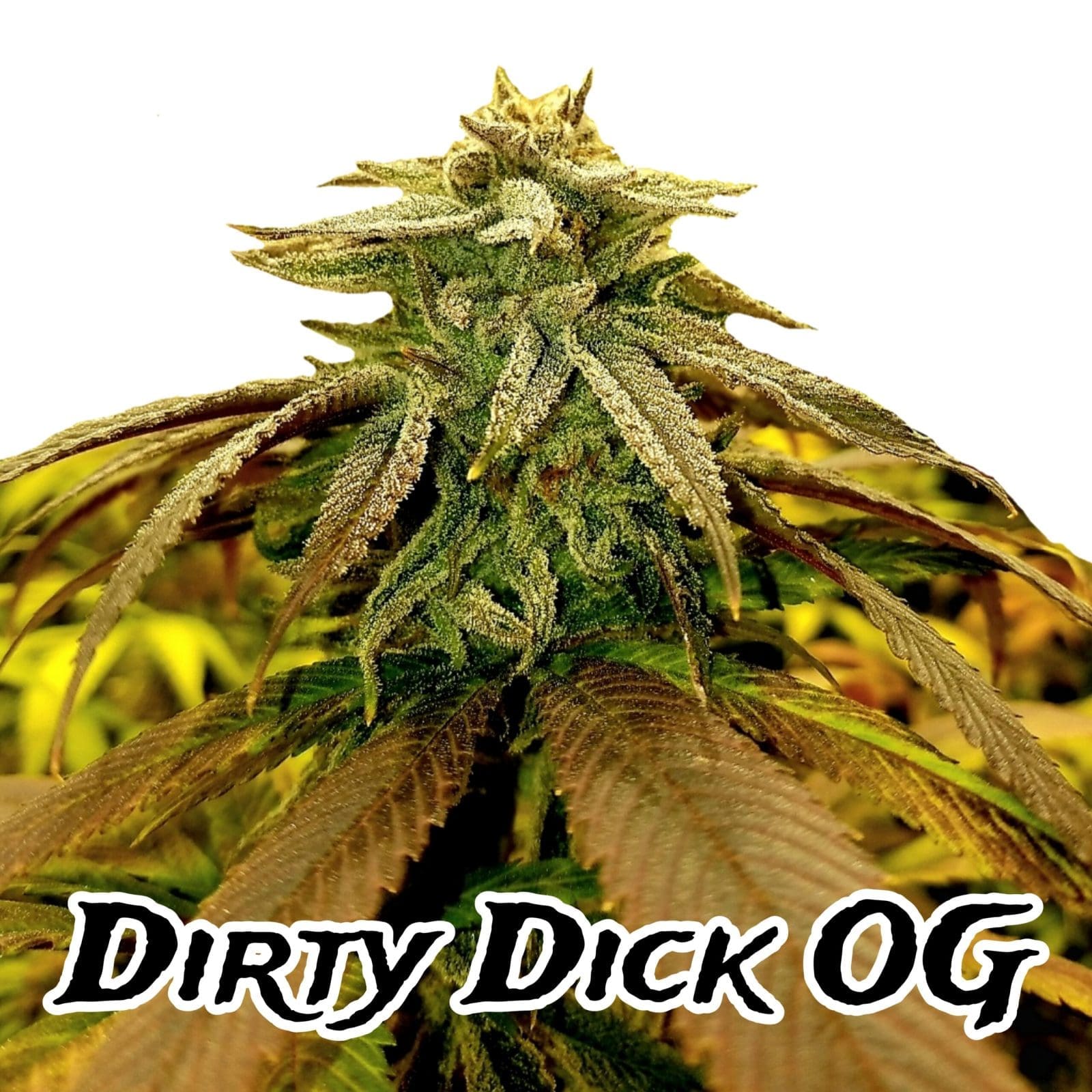Dirty Dick OG 5ct Fast Fems