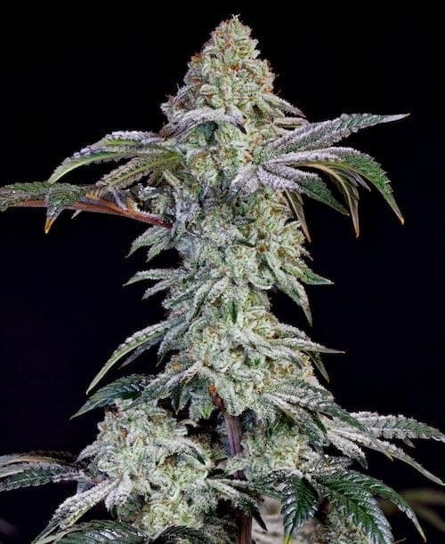 GRANDPA'S COOKIES #6 S1 