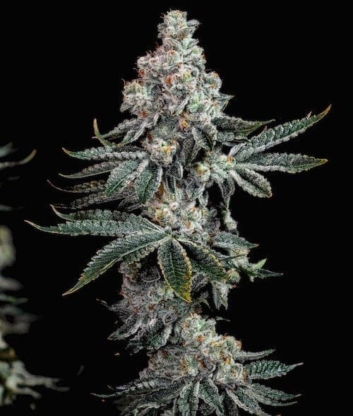 GRANDPA'S COOKIES R2 V1 Fems