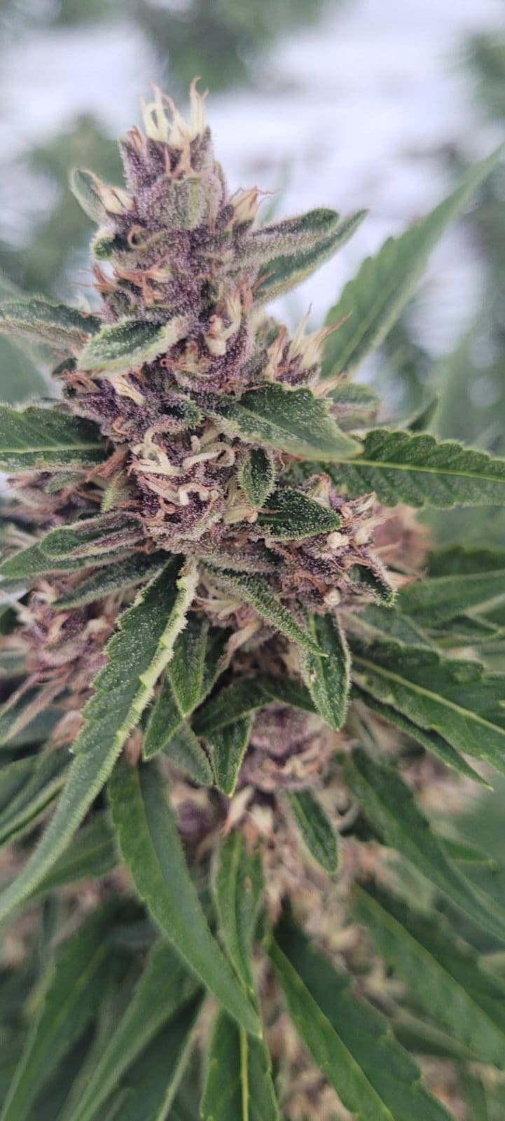 Midnight Wedding Autoflower