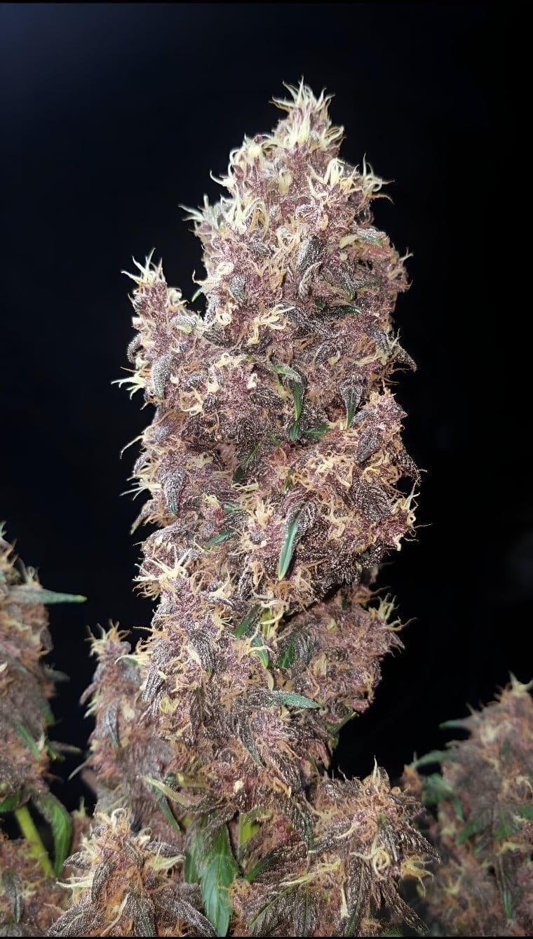 Midnight Auto Autoflower - Image 3