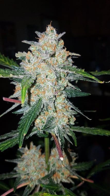 Critical Mass XXL Autoflower