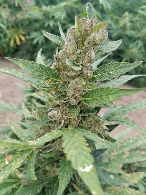 LSD XL Autoflower