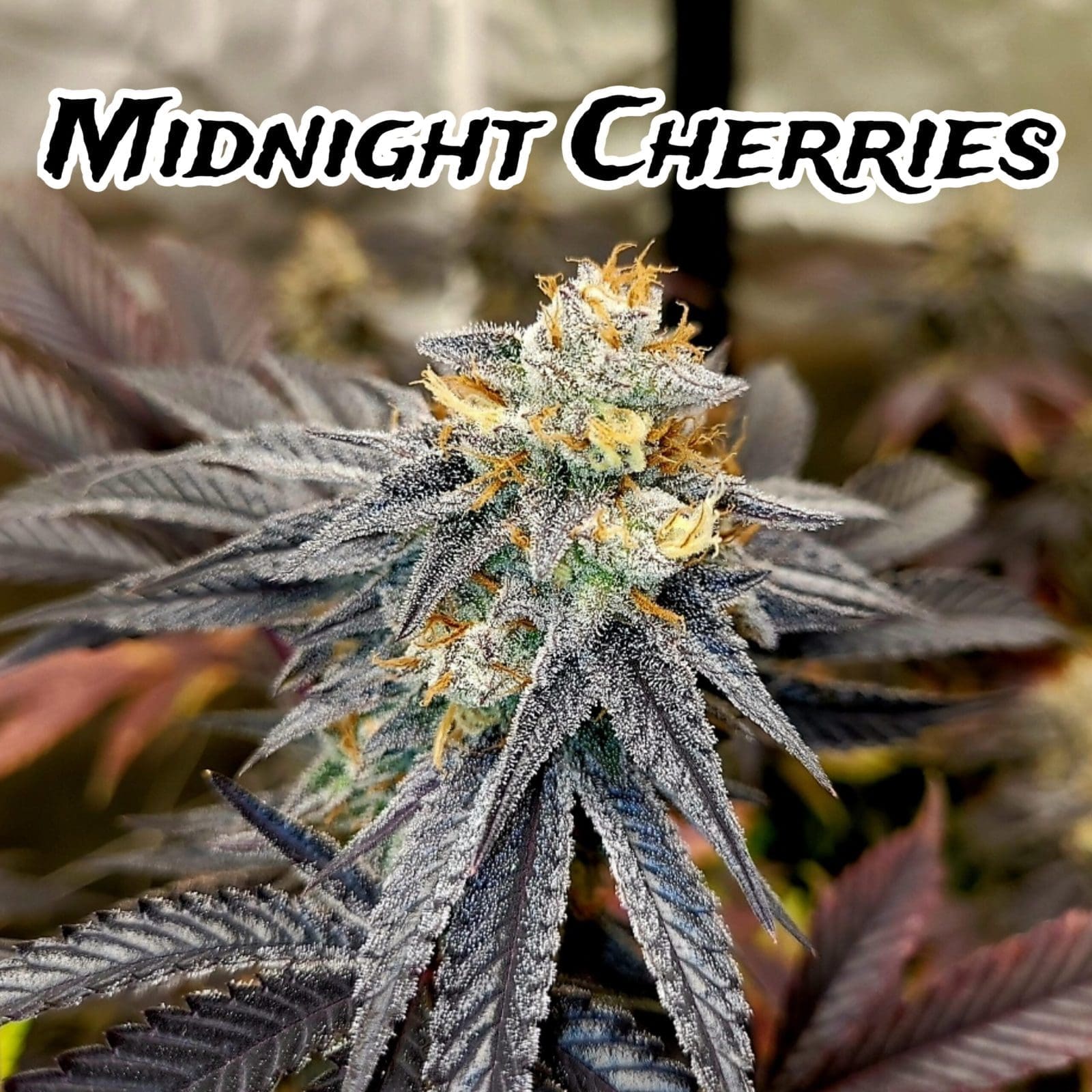 Midnight Cherries 5ct Fast Fems