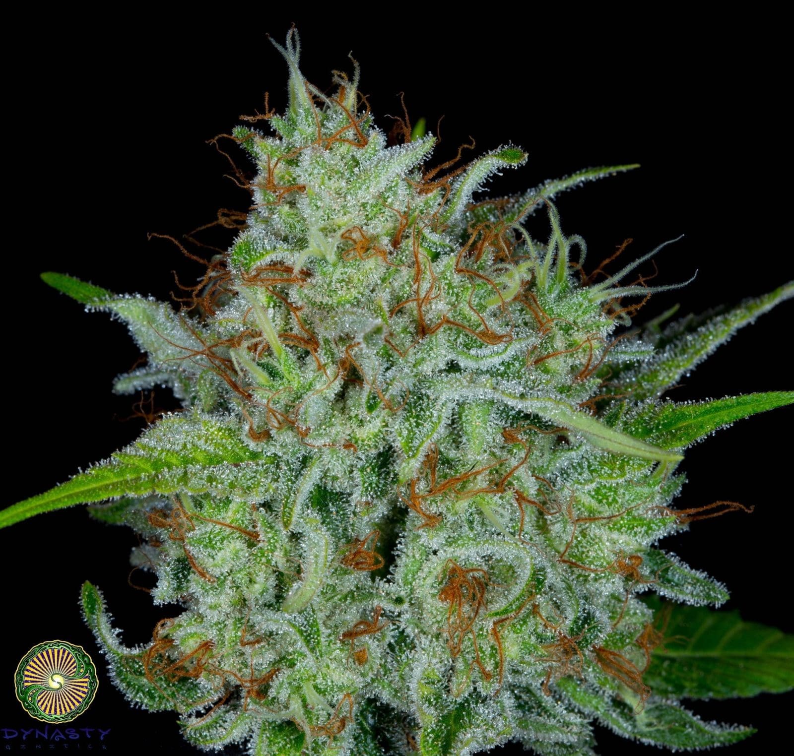 Lemon Lollipops 12ct Regs