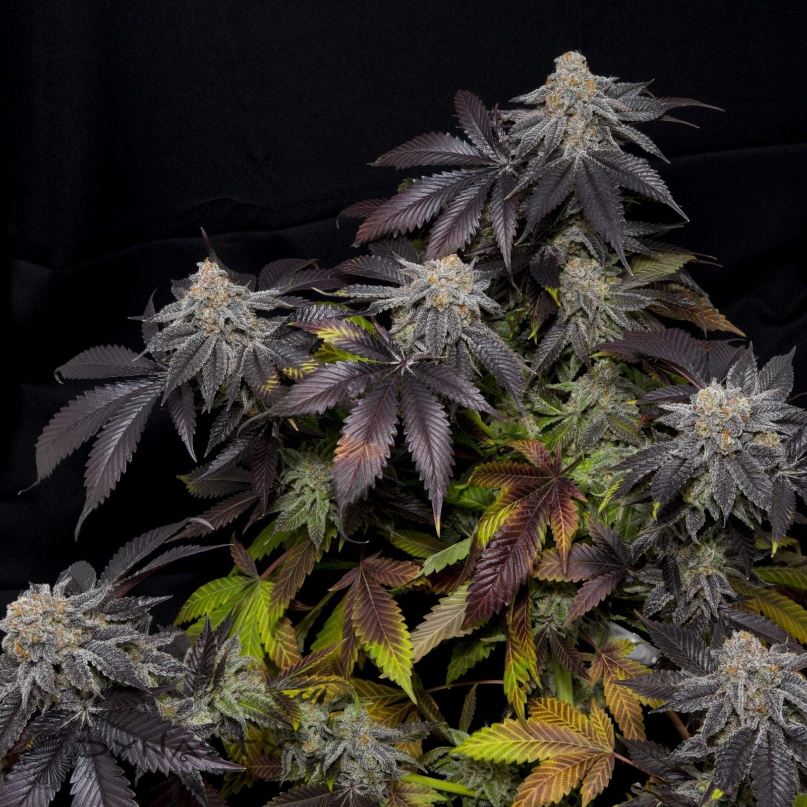 Salmon River OG 12ct Regs