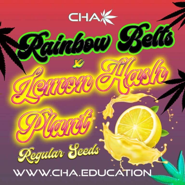 Rainbow Belts x Lemon Hashplant (LHP) (LE) 25ct Regs