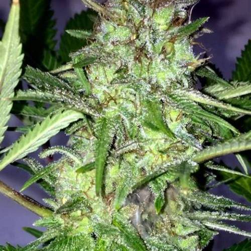 Lambs Bread  (fem) Prohibition Genetics