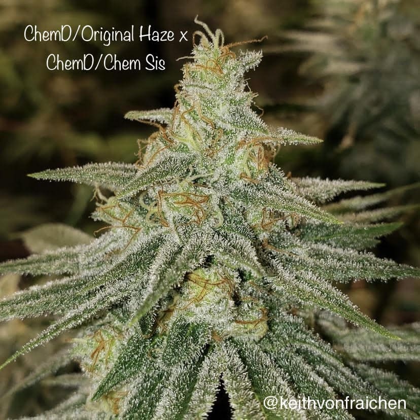 ChemD/Original Haze x ChemD/ChemSis 6ct fems