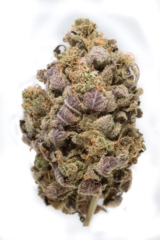 Blue Widow (fem) Prohibition Genetics - Image 2