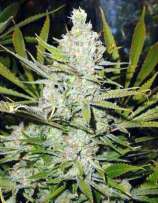 Amnesi Hypro (fem) Prohibition Genetics