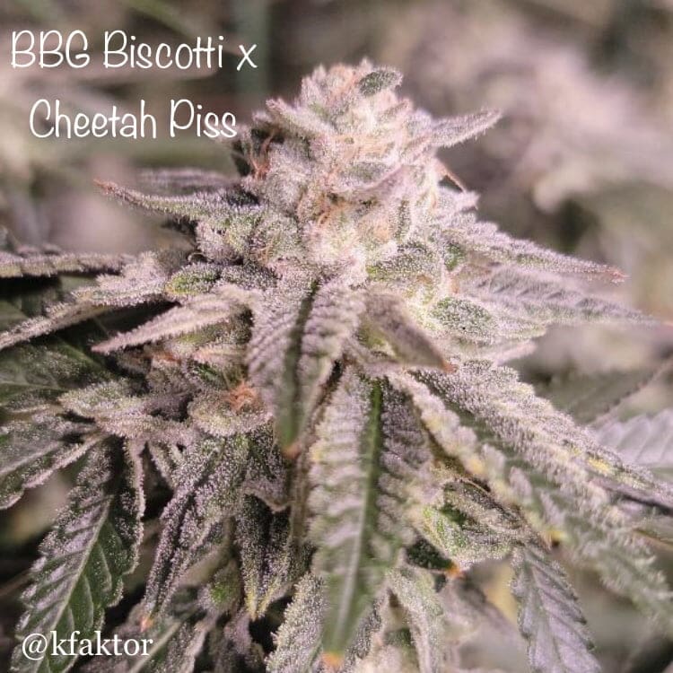 Bubblegum Biscotti x Cheetah Piss 6 ct fems