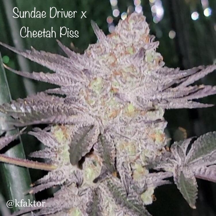 Sundae Driver x Cheetah Piss 6 count fems