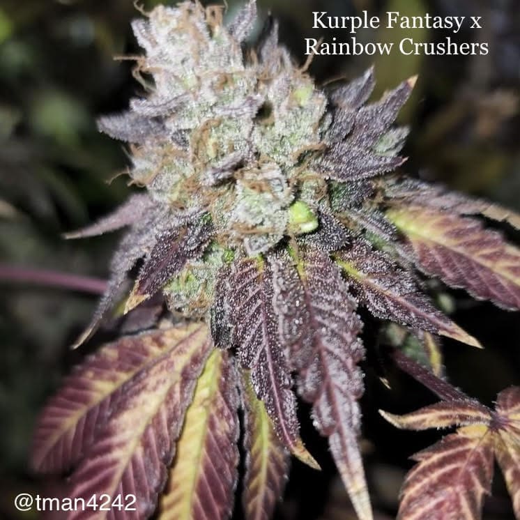 Kurple Fantasy x Rainbow Crushers 6ct fems