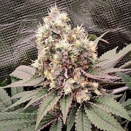 Matanuska Tundra (fem) Prohibition Genetics