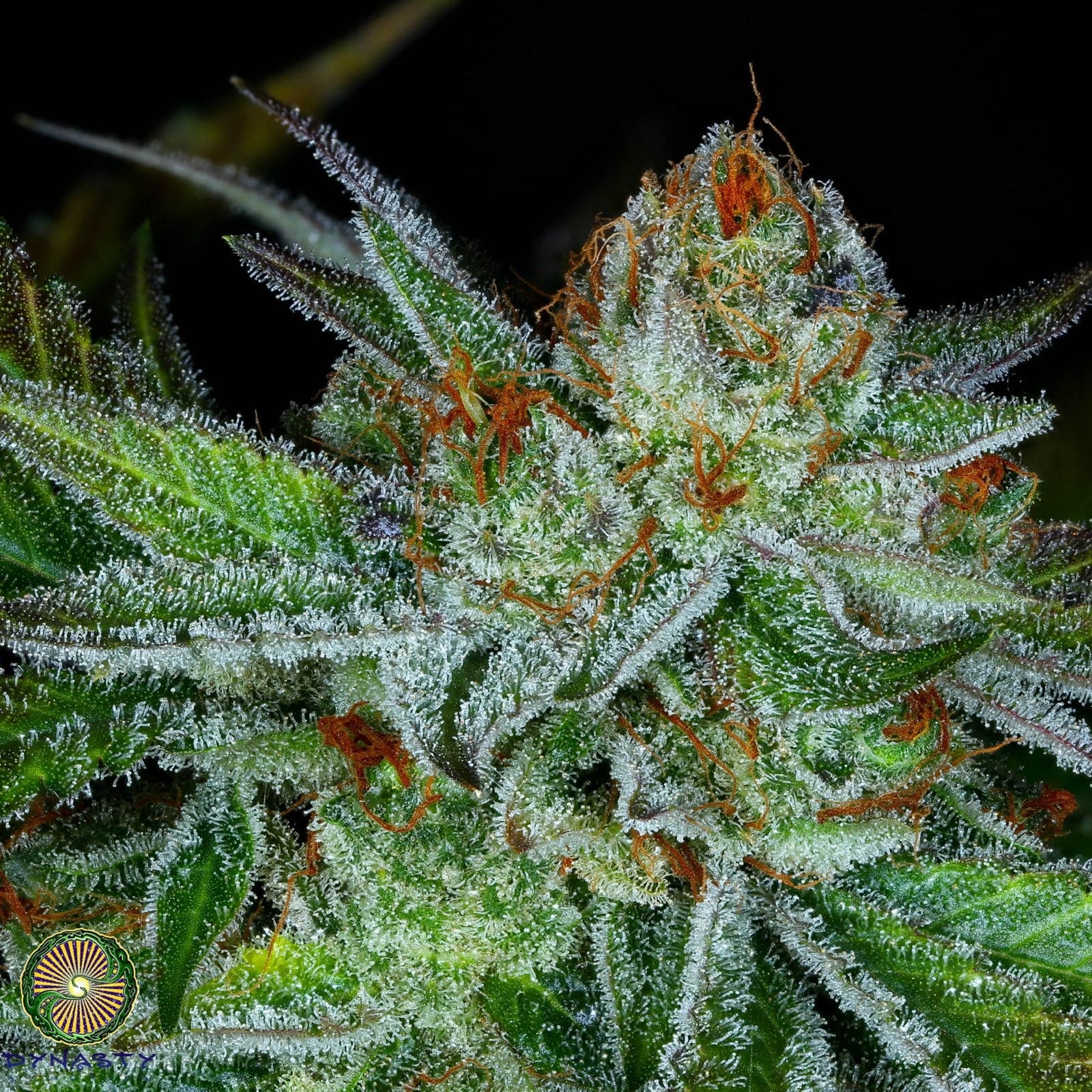 Blueberry Starfighter Cheese #1 #
