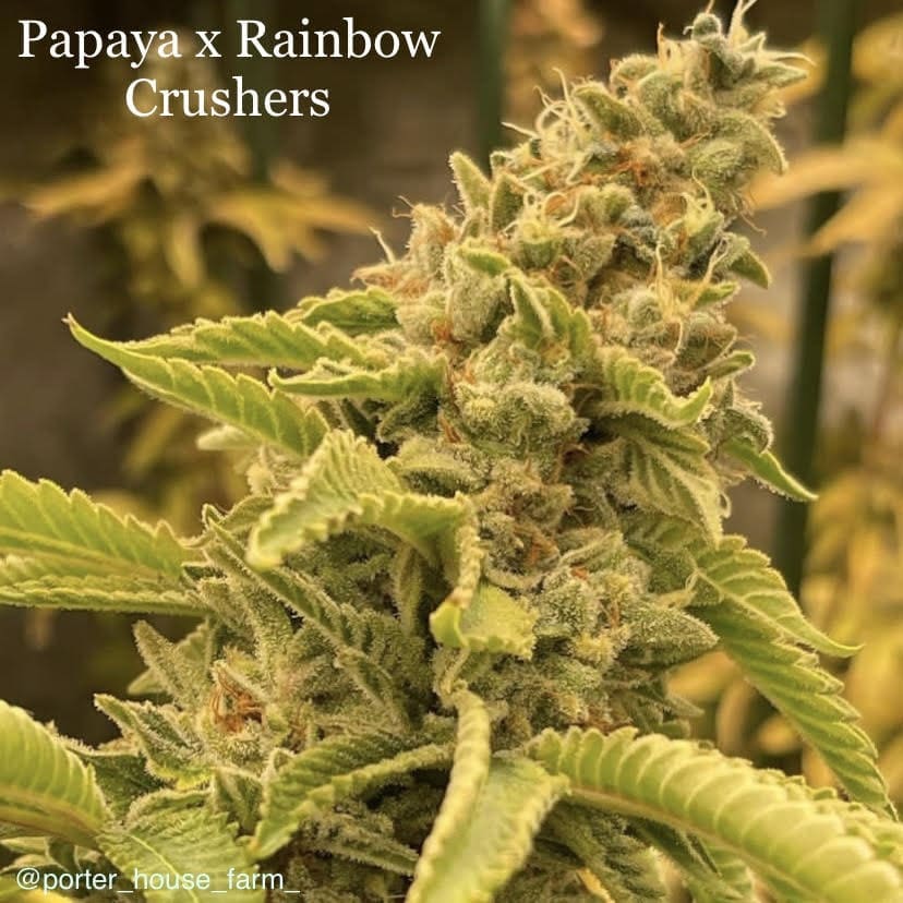 Papaya x Rainbow Crushers 6ct fems